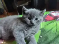 Кому нужен комочек счастья.