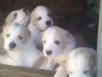 Щенки САО