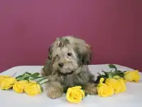 Мальчик мини болоночка
