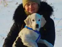 Щенок Золотистого Ретривера