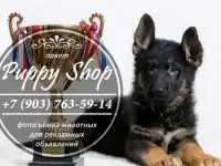 Фотограф для собак и кошек.