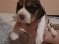 Щенки бигля