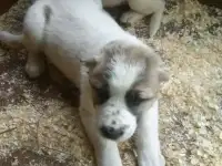 Щенки Алабая