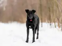Добрый пес Дрэйк в добрые руки., фотография 5