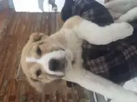 Алабай