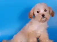мальтипу Ф1 щенки   девочки мини, фотография 5