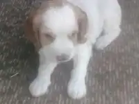 щенки русский спаниель