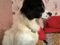 Отдам собаку, фотография 2