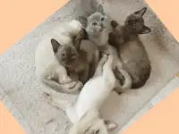 Бурманские котята, фотография 6
