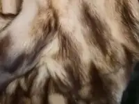 шубы, фотография 12