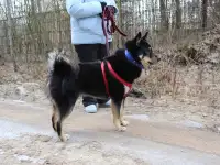 Лайка Джейсон ищет хозяина, фотография 3