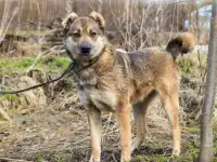 Отдам собаку Сайру в хорошие руки
