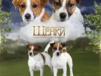Джек рассел терьер щенки