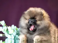 Шпиц
