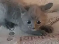 Нуждается в семье