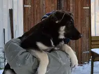 Крупные подрощенные щенки вео, док. РКФ