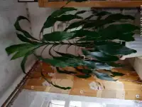 Продам Драцену