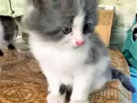 СИБИРСКИЕ ЧУДЕСНЫЕ КОТЯТА, фотография 5