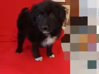 Необычный малыш-пушистик ищет дом
