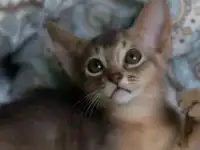 Абиссинские котята, фотография 3