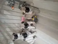 Бежевые мопсики
