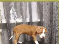 щенки