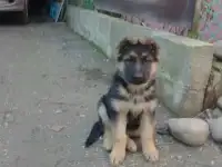 Щенок немецкой овчарки, фотография 2