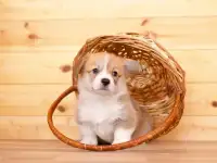 Щенки Вельш корги пемброк