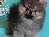 Померанского шпица щенки
