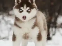 Щенок хаски