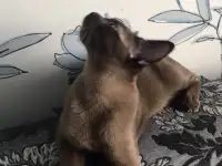 Высокопородный котёнок Европейской бурмы, фотография 3