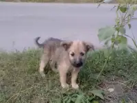 Щенки среднего размера