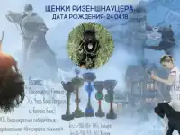 Щенки ризеншнацера