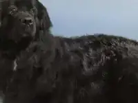 Отдам в надежные, ответственные, любящие руки