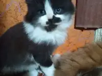 Котята в добрые руки!