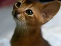 Абиссинские котята, фотография 2