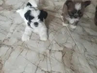 Шит цу щенки, фотография 2