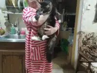 Мэйн-кун вязка, фотография 2