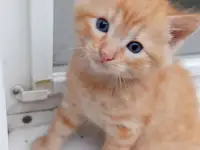 Котёнок бесплатно