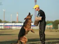 Кобель для вязки, фотография 7