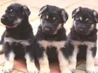 Щенки ВЕО