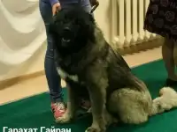 ЩЕНКИ КАВКАЗСКОЙ ОВЧАРКИ, фотография 2