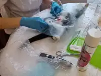 Ветеринарный врач на дом, фотография 3