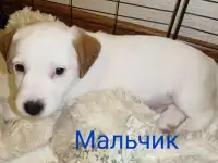 Щенки Джек Рассел терьера