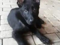 Продаю Чёрных Щенков ВЕО
