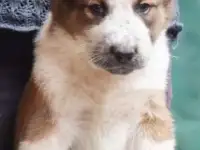 Шикарные щенки туркменского алабая