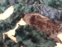 Продать шкурки крашеного песца и цветные хвосты