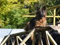 Дрессировка собак профессионально Челябинск кинолог, фотография 3