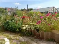 Продам дачный участок, 6 соток, фотография 4