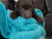Пуховый шоколадный мальчик КХС